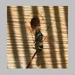 Symmorphus bifasciatus - Lehmwespe 01.jpg